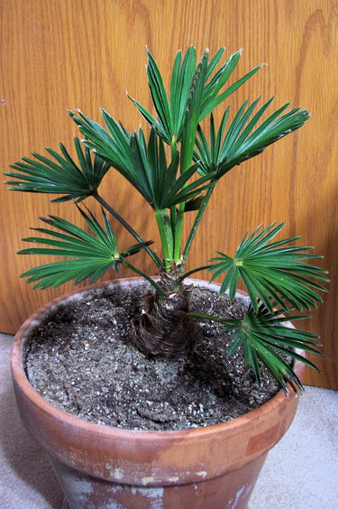10 WAGNER WINDMILL PALM Dwarf Chusa Trachycarpus Fortunei Wagnerianus Tree Houseplant Seeds